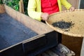 Laos woman people working process steaming dried or pan firing tea Royalty Free Stock Photo