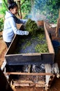 Laos woman people working process steaming dried or pan firing tea Royalty Free Stock Photo