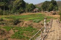 Laotian vegetable garden.