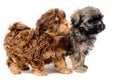 Lap-dogs in studio Royalty Free Stock Photo