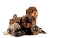 Lap-dogs in studio Royalty Free Stock Photo