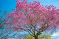 Lapacho rosado tree blooming with pink flowers in Buenos Aires Royalty Free Stock Photo