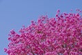 Lapacho tree in Bloom Royalty Free Stock Photo