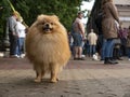 Lapdog pomeranian Spitz dog on walkway in the city