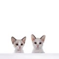 LaPerm cat kittens on white background Royalty Free Stock Photo