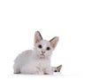 LaPerm cat kittens on white background Royalty Free Stock Photo