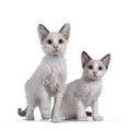 LaPerm cat kittens on white background Royalty Free Stock Photo