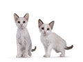 LaPerm cat kittens on white background Royalty Free Stock Photo