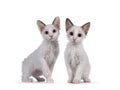 LaPerm cat kittens on white background Royalty Free Stock Photo