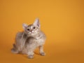 LaPerm cat on yellow background Royalty Free Stock Photo