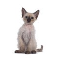 LaPerm kitten on white background Royalty Free Stock Photo