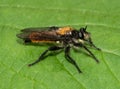 Laphria Robber Fly Royalty Free Stock Photo