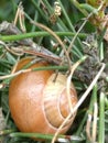 Lapidary snail on tree Royalty Free Stock Photo