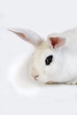 LAPIN BLANC DE HOTOT Royalty Free Stock Photo