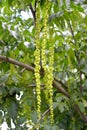 Lapina ash Pterocarya fraxinifolia. Immature nozzles