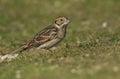 A rare Lapland Bunting, Calcarius lapponicus, is feeding on seeds in a field at the edge of a cliff. It is a passage migrant to th