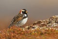 Lapland Bunting - Calcarius lapponicus in the Norwegian tundra