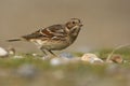 Lapland bunting, Calcarius lapponicus