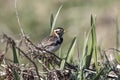 Lapland Bunting female sitting on a branch in tundra