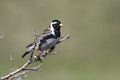 Lapland Bunting male sitting on a branch in tundra