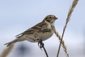 Lapland Bunting sitting on a branch Leymus winter day