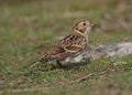 Lapland Bunting