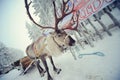 Lapland deer Royalty Free Stock Photo