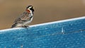 Lapland longspur singing on a blue bench