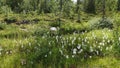 Cotton grass in bloom at Galtis mountain near Arjeplog in Sweden Royalty Free Stock Photo