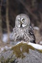 Lapland Owl lat. Strix nebulosa Royalty Free Stock Photo