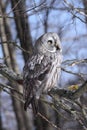 Lapland Owl lat. Strix nebulosa in a tree Royalty Free Stock Photo