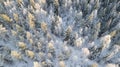 Lapland, Scandinavia in winter. Aerial view of winter forest covered in snow, drone photography Royalty Free Stock Photo