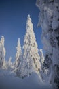 Lapland winter landscape, tree snow winter nature, christmas finland forest, frost mountain, arctic lapland sunset, scandinavia, Royalty Free Stock Photo