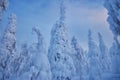 Lapland winter landscape, tree snow winter nature, christmas finland forest, frost mountain, arctic lapland sunset, scandinavia, Royalty Free Stock Photo