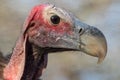 Lapped-Face Vulture South Africa Royalty Free Stock Photo