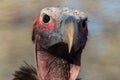 Lapped-Face Vulture South Africa Royalty Free Stock Photo