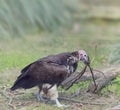 Lapped Faced Vulture Royalty Free Stock Photo