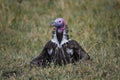 Lapped Faced Vulture in Masai Mara ,Kenya. Royalty Free Stock Photo