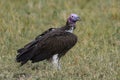 Lapped Faced Vulture in Masai Mara ,Kenya. Royalty Free Stock Photo