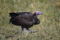 Lapped Faced Vulture in Masai Mara ,Kenya. Royalty Free Stock Photo