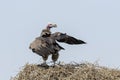 Lapped faced vulture on nest Royalty Free Stock Photo