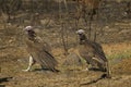 Lapped-faced vultures