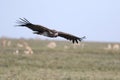 Lappet face vulture overflying Serengeti plains Royalty Free Stock Photo