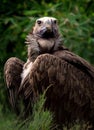 Lappet faced Vulture Royalty Free Stock Photo