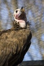 Lappet-faced vulture