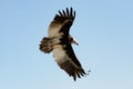 Lappet-faced vulture