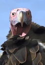 Lappet faced vulture