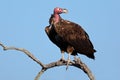 Lappet-faced vulture