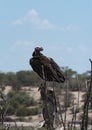 Lappet-faced Vulture Aegypius tracheliotus on a branch at Boteti River, Makgadikgadi Pans National Park, Botswana Royalty Free Stock Photo