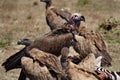 Lappet-faced vulture amongst white-backed vultures Royalty Free Stock Photo